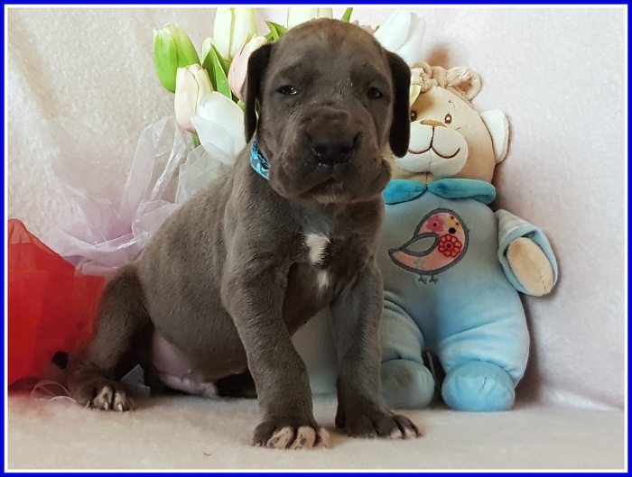 Litter Q - 3 weeks